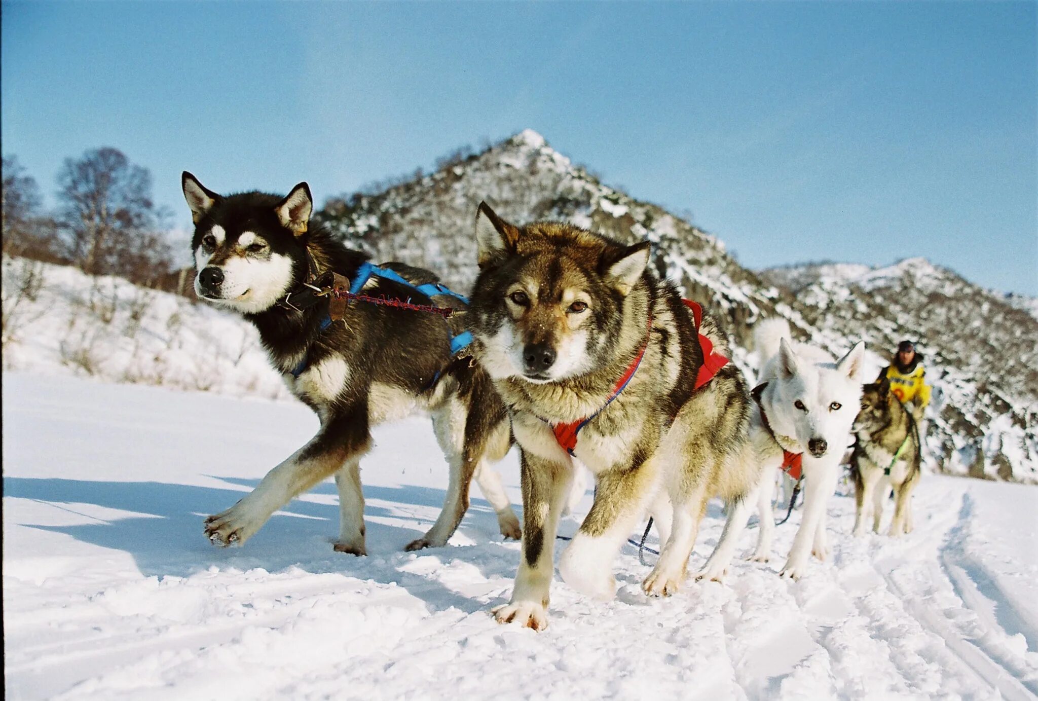 катание на собачьих упряжках камчатка. гонка-спринт на собачьих упряжках. снежные псы камчатка. катание на собачьих упряжках камчатка. катание на собачьих упряжках камчатка.