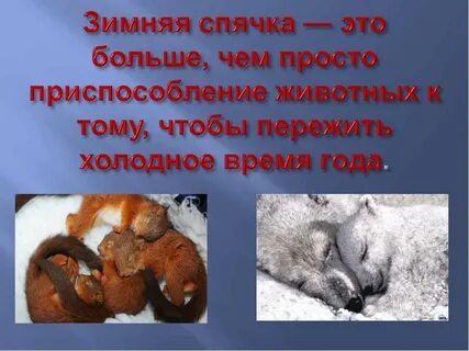 Зимней спячке какой