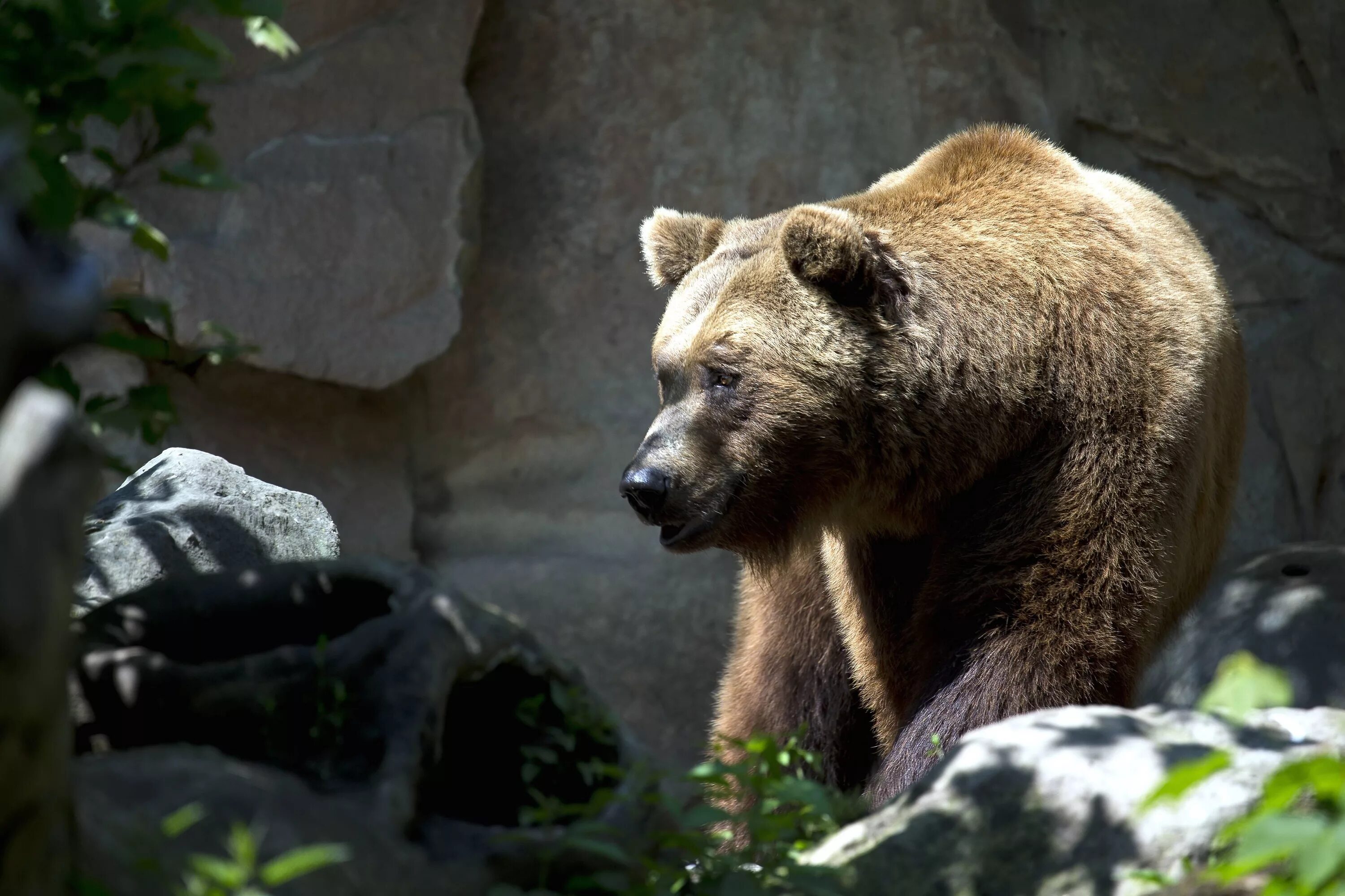 Бурый медведь (Ursus arctos). Бурый медведь – Ursus arctos l.. Урсус медведь. Медведь Гризли.