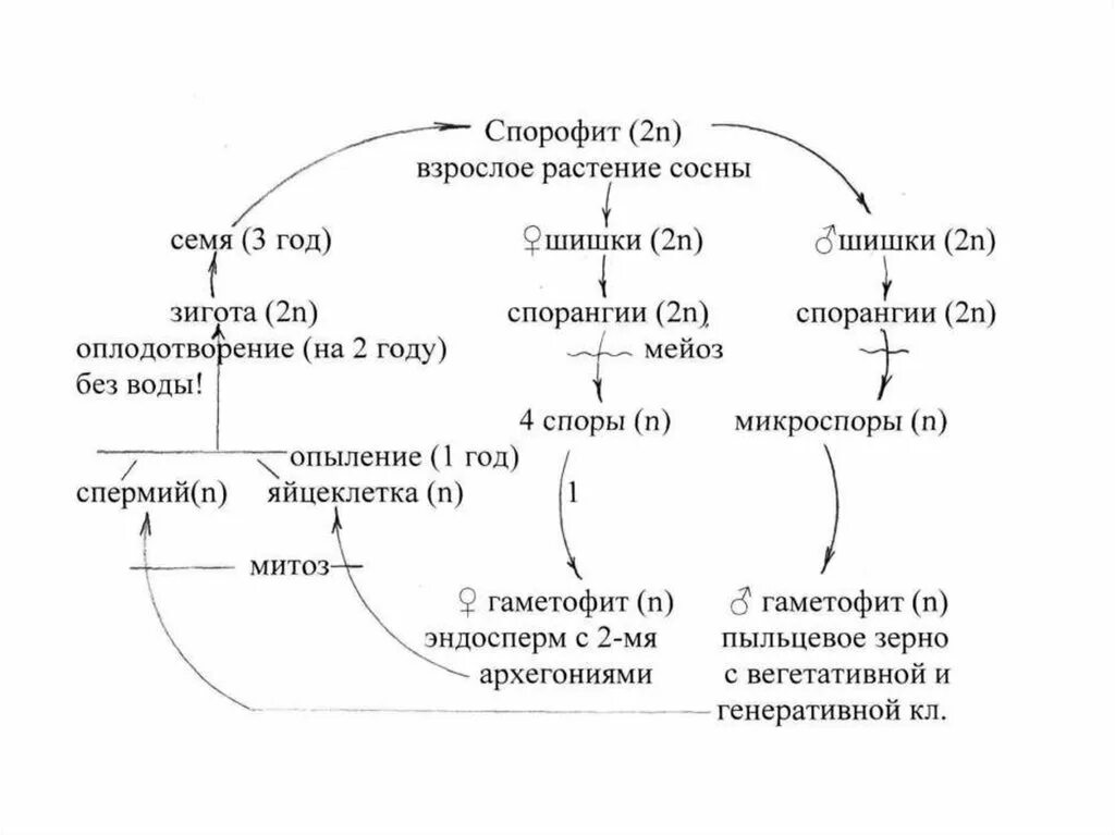 Образование зиготы у покрытосеменных. Цикл развития покрытосеменных растений схема. Жизненный цикл покрытосеменных схема ЕГЭ. Жизненный цикл покрытосеменных растений ЕГЭ. Цикл развития покрытосеменных схема ЕГЭ.