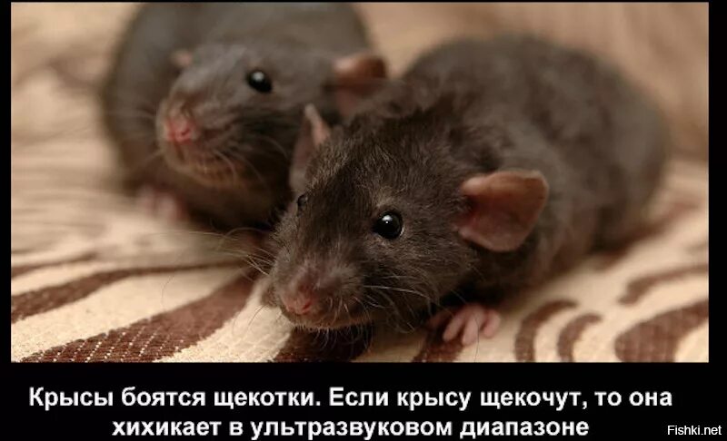 Интересные факты о крысах. Необычные и интересные факты о крысах. Высказывания про крысятничество. Интересные факты о домашних крысах. Почему крысы боятся