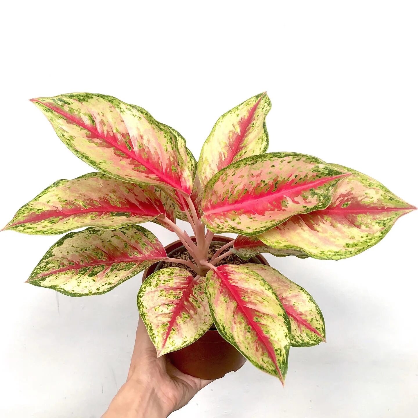 аглаонема робелена. аглаонема тигр. аглаонема екатеринбург. аглаонема екатеринбург. аглаонема грин микс.