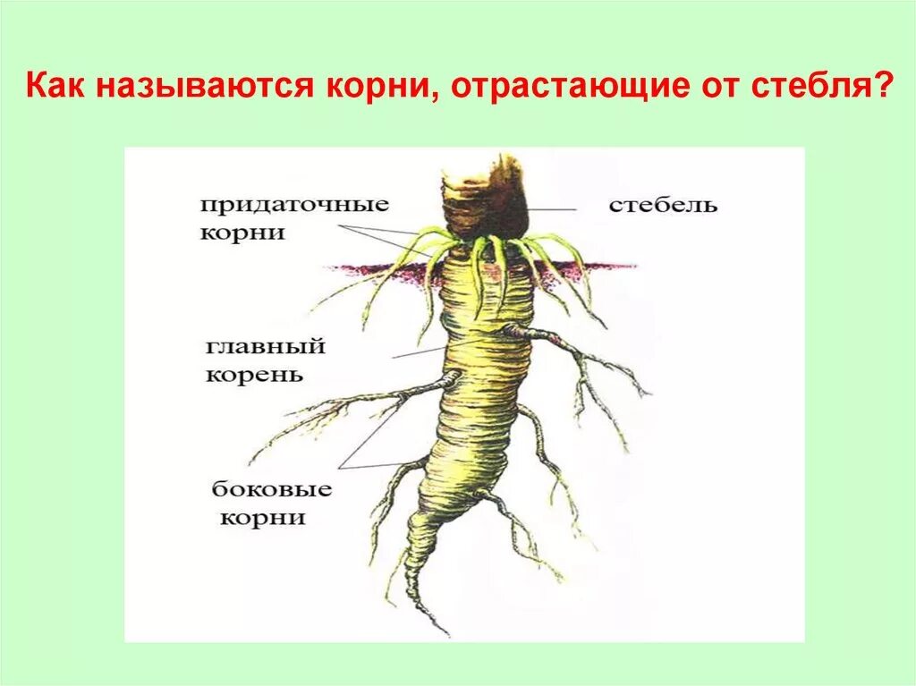 Корень отличается от стебля. Главный придаточный и боковой корни. корни отрастающие от главного корня это. главные боковые и придаточные корни. главный корень боковой корень придаточный корень.