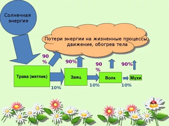 Схема передачи энергии в пищевых цепях Ответы : Пищевые цепи: примеры
