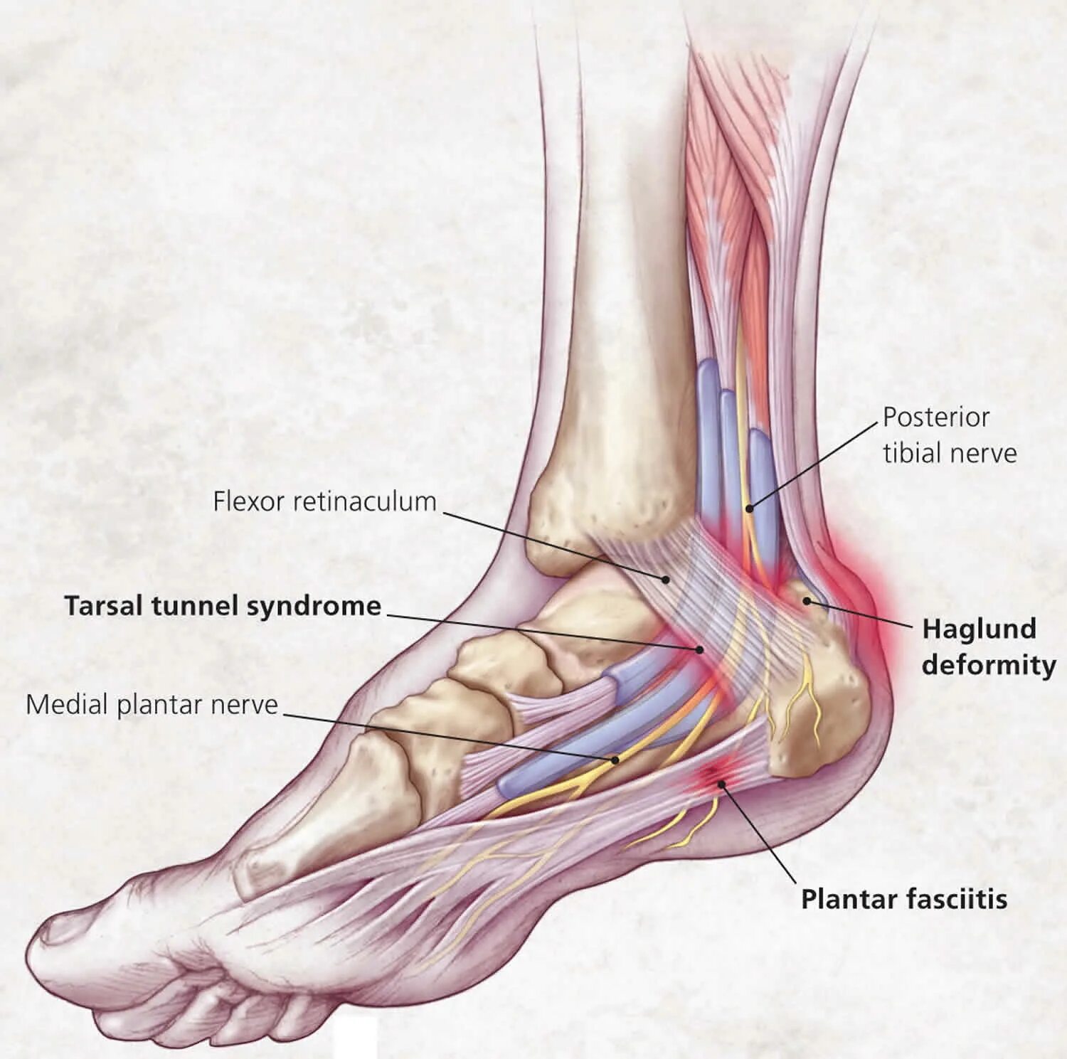 Нога человека щиколотка. Подошвенный нерв анатомия. Фасциит голеностопного сустава. Нервы в голеностопе анатомия.