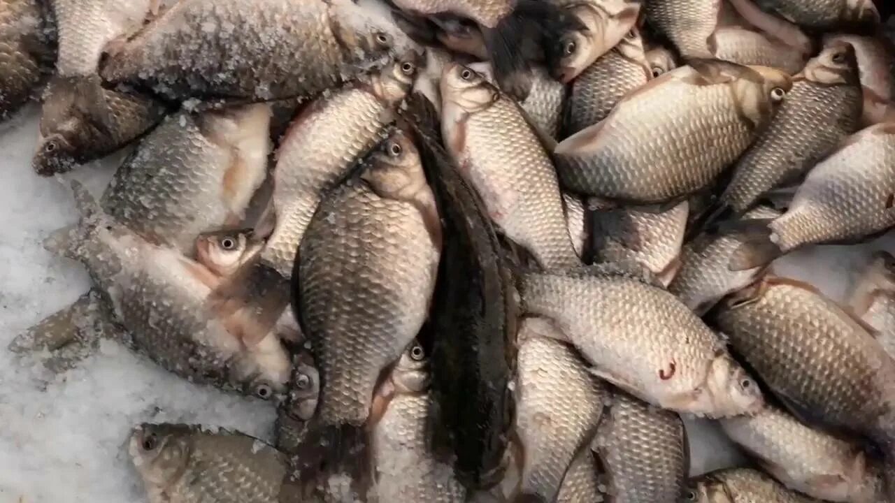 Рыбалка в курганской области. Озеро Яровое Курганская область рыбалка 2020. Озеро большой Камаган Курганская область. Озеро Яровое Курганская область рыбалка. Караси Курганская область.