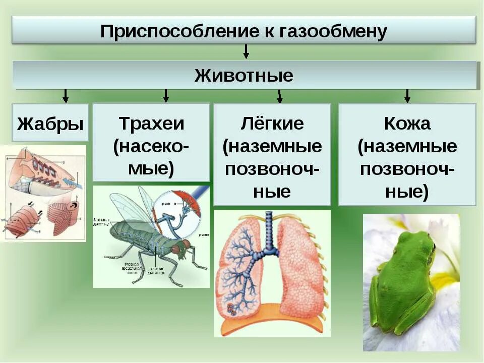 Схема органы газообмена у растений. Органы дыхания газообмен 6 класс биология. Схема органы газообмена у растений и животных. Органы газообмена у животных. Легкая тема по биологии