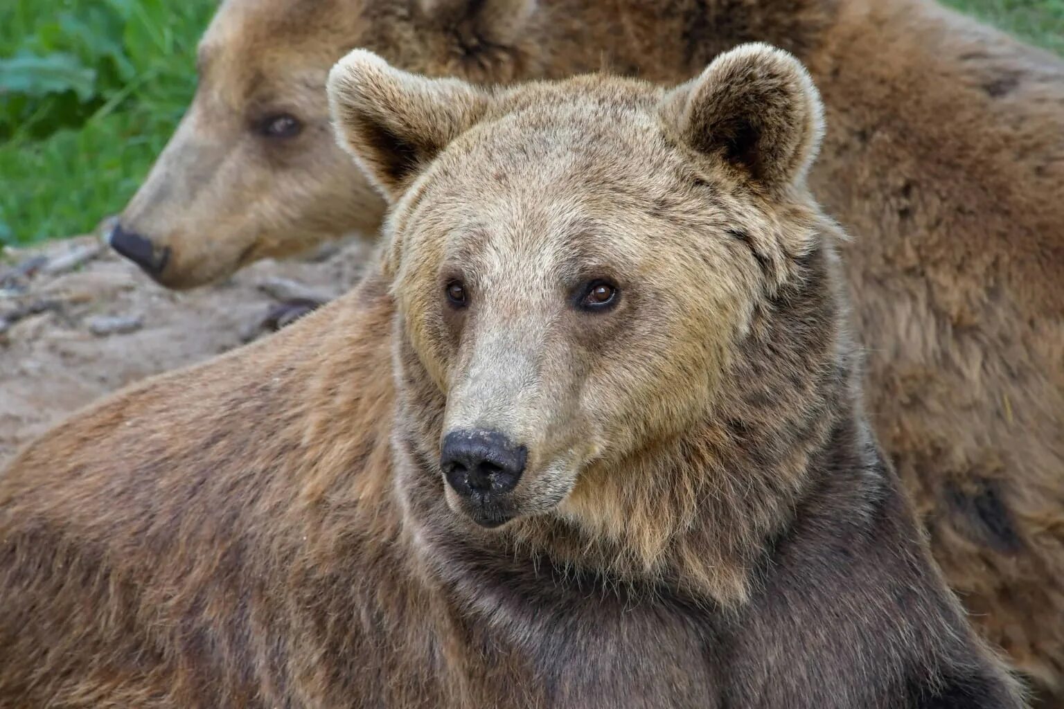 Гризли луганск. Гризли ветеринарная. Гризли ветеринарная. Гризли ветеринарная. Гризли сга.
