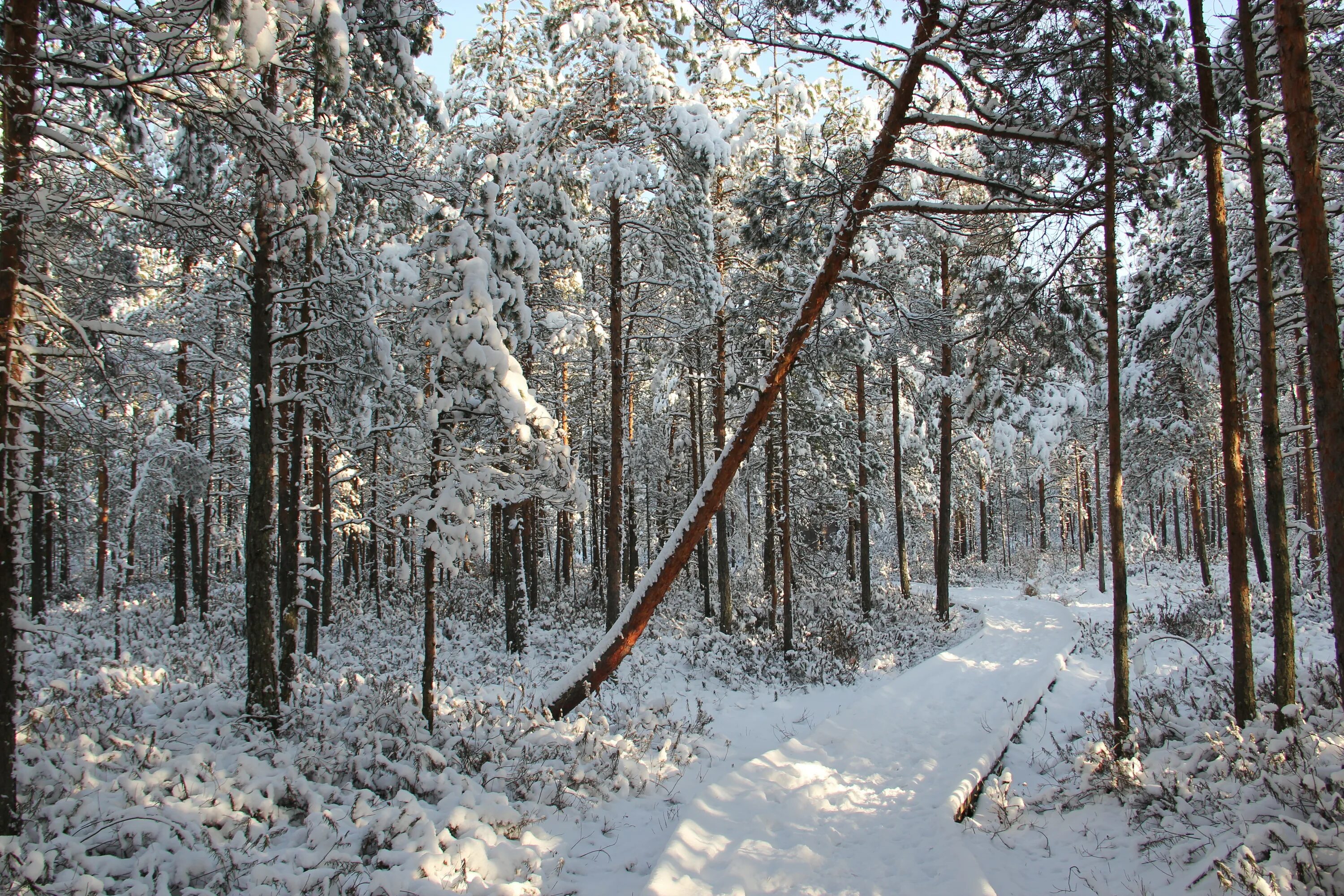 В лесу зимой можно. Смешанные леса зима. Смешанный лес зимой. Смешанные широколиственные леса зитма. Широколиственные леса зима.