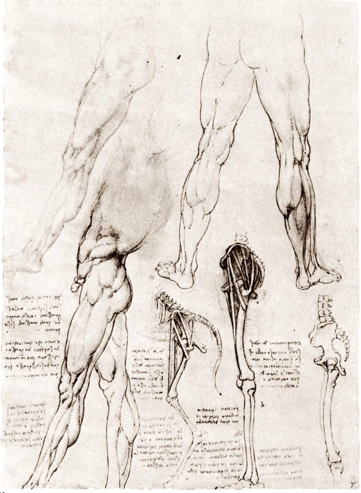 Анатомические зарисовки Леонардо Давинчи. Анатомические рисунки Леонардо да Винчи. Леонардо да Винчи рисунки анатомия. Анатомические Наброски Леонардо да Винчи. Тело возрождение