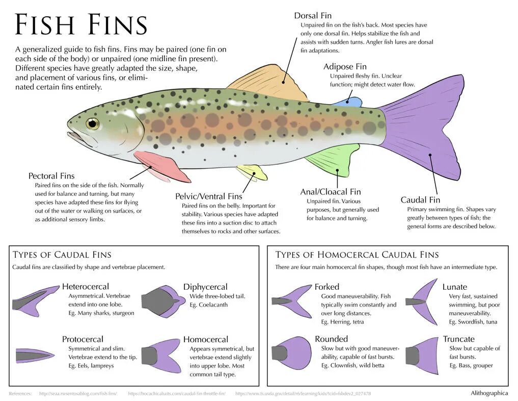 Рыба инфографика. Fish перевод. Рыба Бон. Fin for Fish. I fish перевод