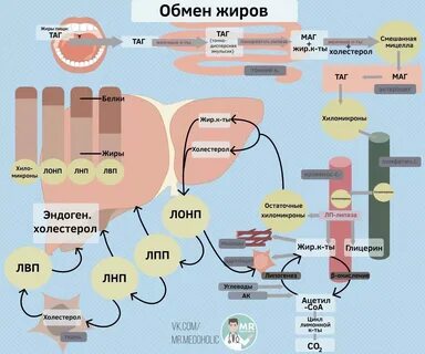 При полном расщеплении 1 г жира
