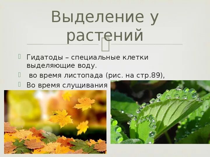 Выделительная система растений 6 класс. Выделение у растений и животных. Органы выделения у растений. Выделение у растений и животных 6 класс.