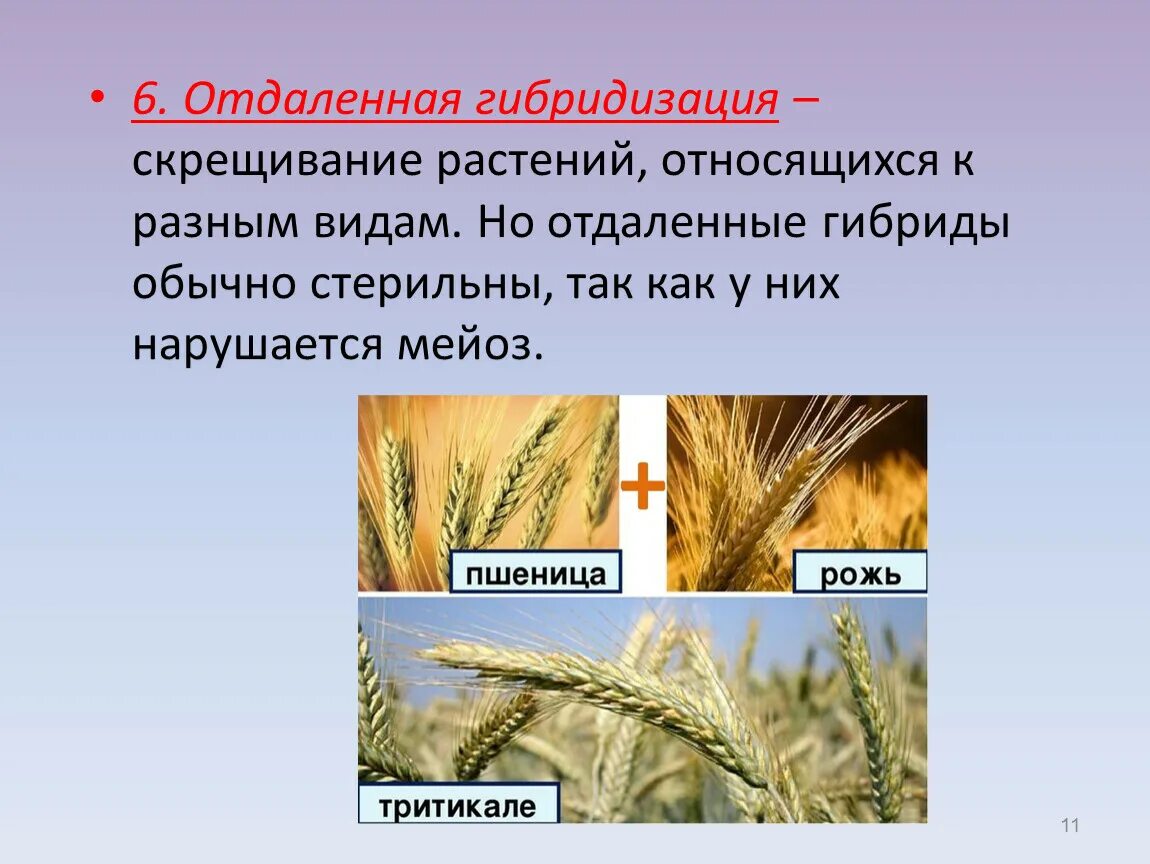 Отдаленная гибридизация примеры. Примеры отдаленной гибридизации у растений. Гибридизация растений примеры. Отдаленная гибридизация. Отдалённая гибридизация растений примеры.