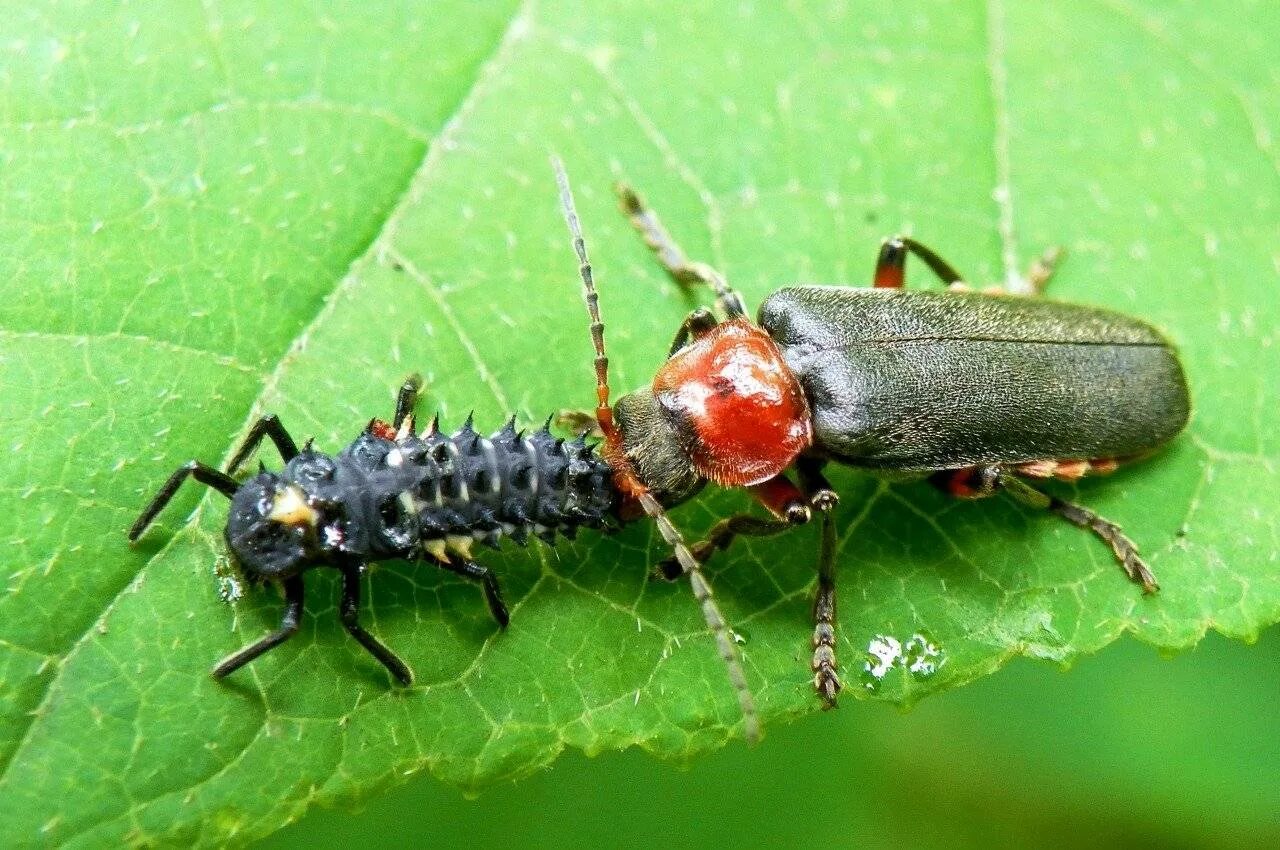 Как выглядит жук пожарник. Жук пожарник мягкотелка. Жук Cantharis. Жук мягкотелка красноногая. Жук мягкотелка личинка.