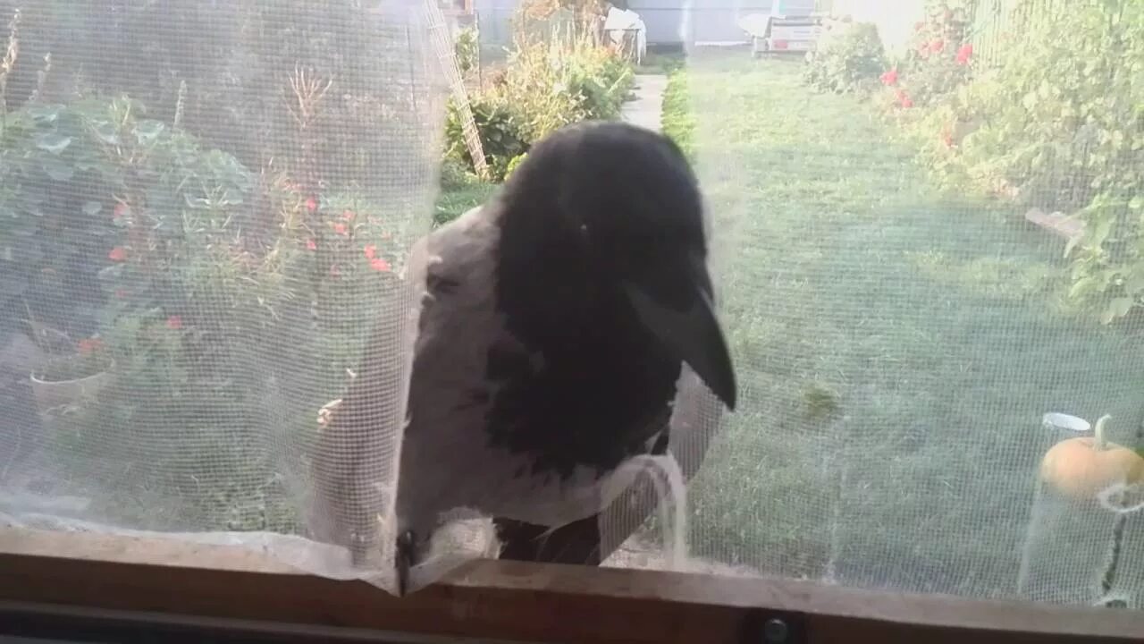 Ворон залетела в дом. Ворон на окне. Вороны в окне. Ворона на окне. Ворона стучит в окно.