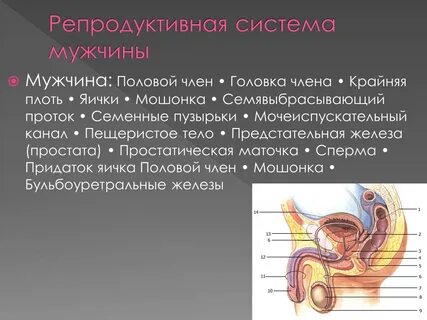 Работа мужского полового органа
