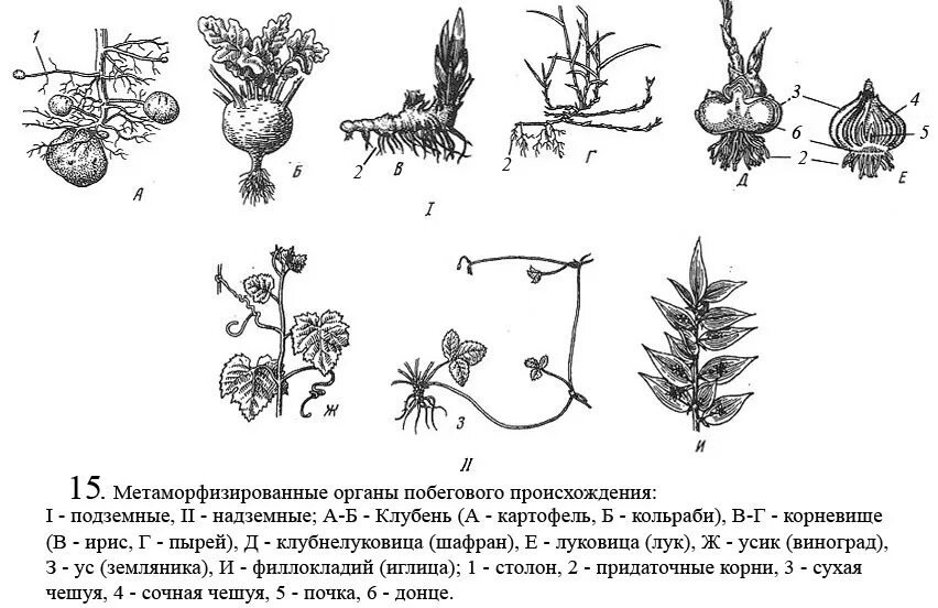 Видоизмененные листья и корни. Столоны это метаморфозы. Надземные видоизмененные побеги. Метаморфозы побега надземные и подземные. Метаморфоз растений.
