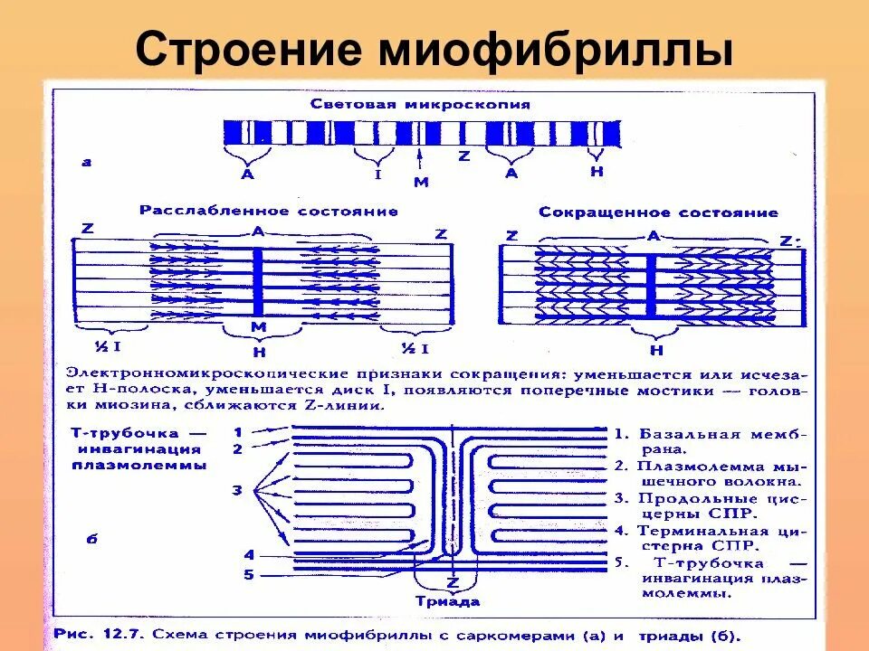 Миофибриллы состоят из. Строение миофибриллы мышечного волокна. Строение мышцы саркомер милфибрила ткань. Схема поперечно полосатого мышечного волокна. Строение мышечной ткани миофибриллы.