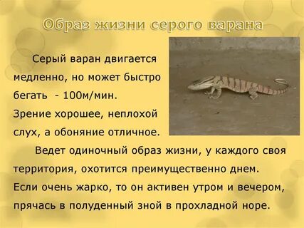 Варан описание