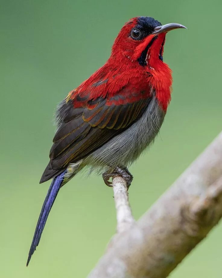 Bird727. Crimson Sunbird. Кардинал птица. Птица Лулу.
