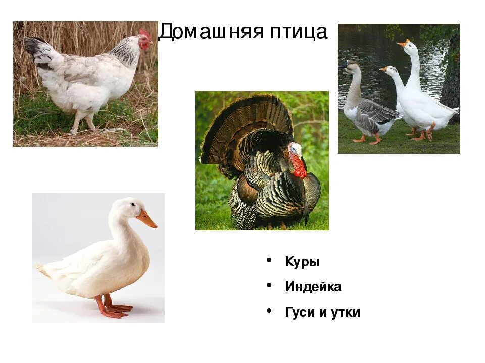 Утка гусь индейка. Домашняя птица гуси утки. отличие гусей и уток. гусь и утка разница. куры гуси утки индейки.