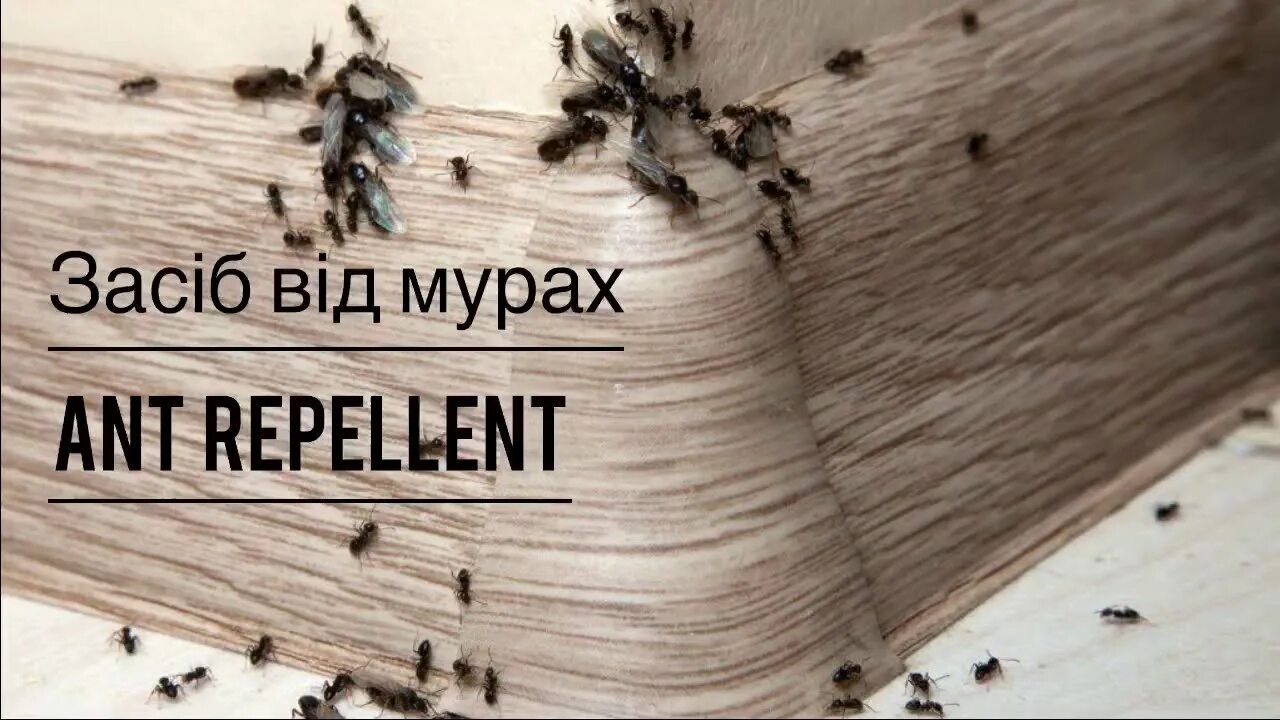 Домашние муравьи. Мелкие рыжие муравьи в квартире. Откуда взялись муравьи. Фараоновые муравьи гнездо. Домашние муравьи.