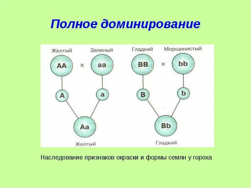 Основные типы доминирования. Схема наследования признаков при неполном доминировании. схема наследования признаков при полном доминировании. схема полного доминирования. полное доминирование примеры.