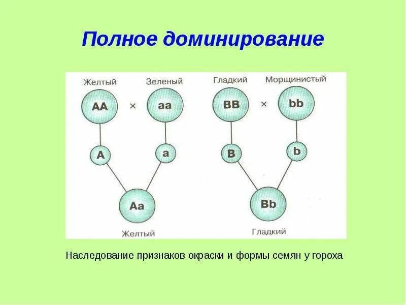 Суть полного доминирования. Полное доминирование и независимое наследование. Схема наследования признаков при полном доминировании. Полное доминирование это. Полное доминирование примеры.