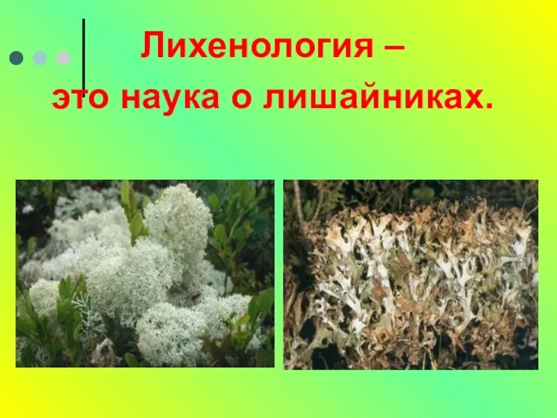 Лишайники относятся к группе. Лихенология наука о лишайниках. Наука изучающая лишайники называется. Лишайники презентация. Лихенология это наука.