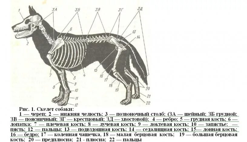 Хвостовой отдел в позвоночнике у млекопитающих. Скелет собаки строение схема. Осевой скелет собаки. Анатомия костей задней конечности собаки. Костное строение собаки.