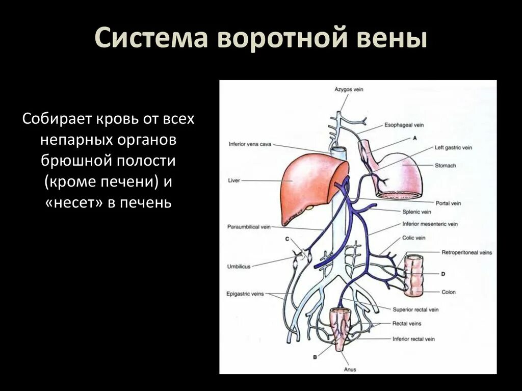 Воротная Вена печени и анастомозы. Портокавальные анастомозы печени. Воротная Вена, Порто-кавальные и кава-кавальные анастомозы.. Портокавальные анастомозы селезенки. Сосуд собирающий кровь от органов брюшной полости