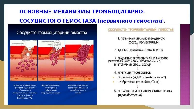 Тромбоцитарный механизм гемостаза. Механизм первичного сосудисто-тромбоцитарного гемостаза. Механизм сосудисто тромбоциты гемостаз. Механизм тромбоцитарно-сосудистого гемостаза. Механизмы тромбов