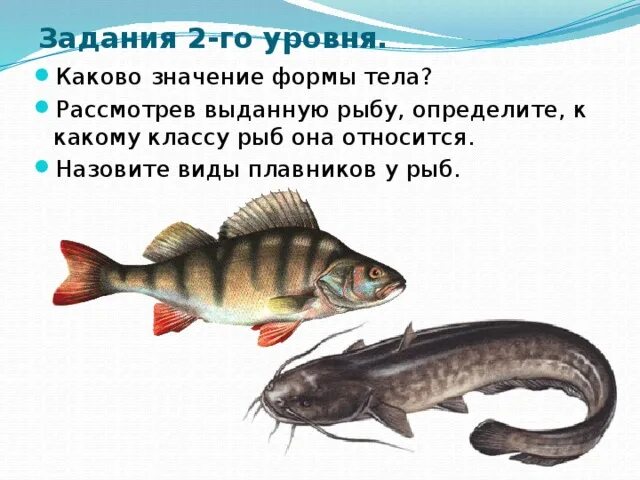 Какое тело у рыб. Значение формы тела рыбы. Какова форма тела рыб. Какое значение имеет форма тела рыбы. Форма тела рыбы характеристика и значение.