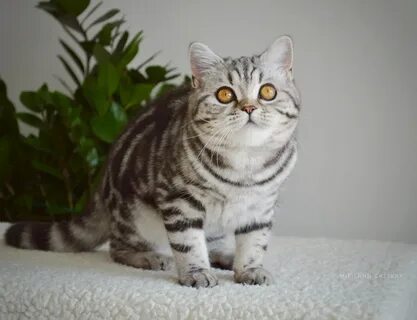 Шотландская прямоухая окрасы