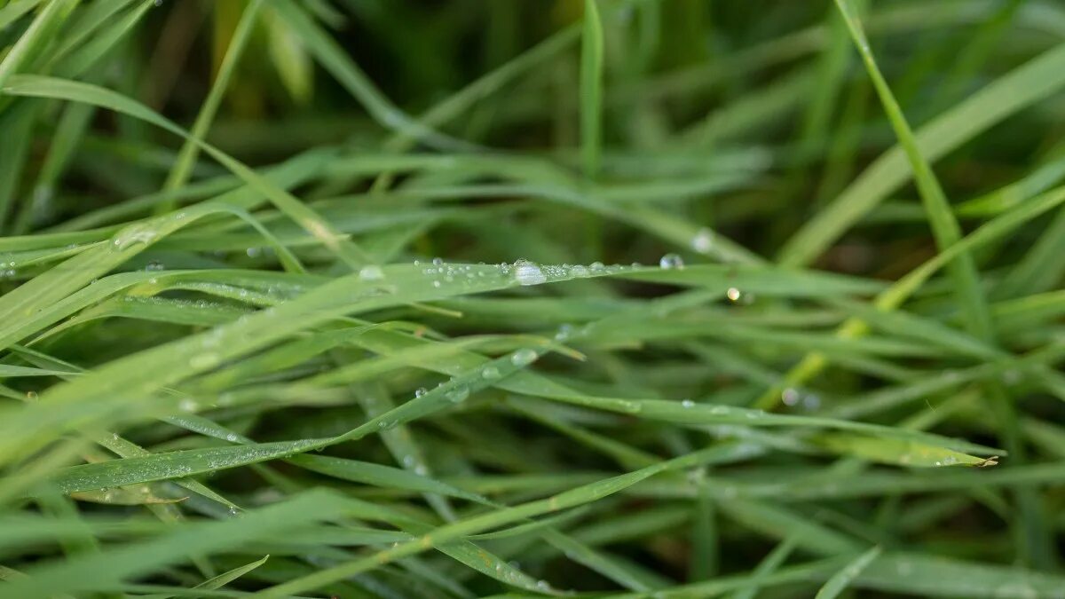 Wet grass
