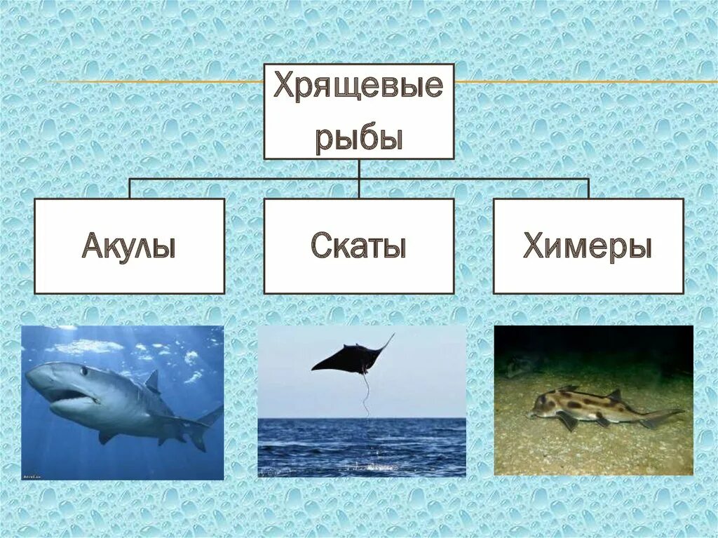 Хрящевые рыбы 5 класс. Хрящевые рыбы. Класс хрящевые рыбы. Хрящевые рыбы представители. Класс хрящевые рыбы представители.