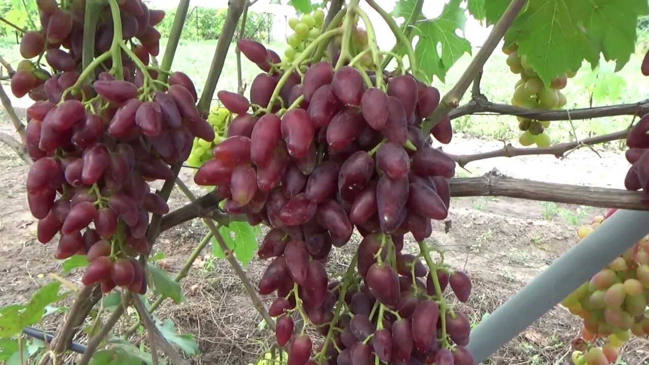 Виноградный сорт с французскими корнями. Виноград кишмиш Дубовский. Сорт винограда Дубовский розовый. Кишмиш Гелиодор. Виноград кишмиш Гелиодор.