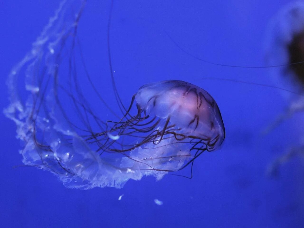 Медузы кубомедузы. Морская Оса медуза. Ареал кубомедузы. Австралийская морская Оса медуза. Медуза не умеет плавать в ночи