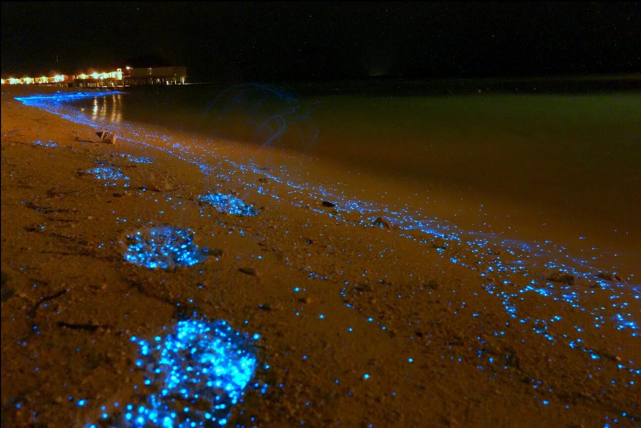 Остров Ваадху Мальдивы светящийся планктон. Мальдивы острова Ваадху Мальдивы. Пляж Ваадху Мальдивы. Атолл Ваадху Мальдивы. Море которое светится