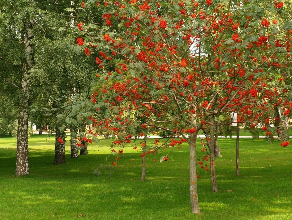 Плодовые деревья москвы. Рябина обыкновенная Sorbus aucuparia. Рябина обыкновенная многоствольная. Рябина обыкновенная кустовая. Рябина обыкновенная (кустовая) Sorbus aucuparia.