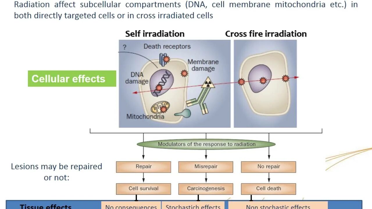 Cell effect. Induced radiation. IAEA structure. Induced radiation how work. Modern radionuclide Therapy treatment.