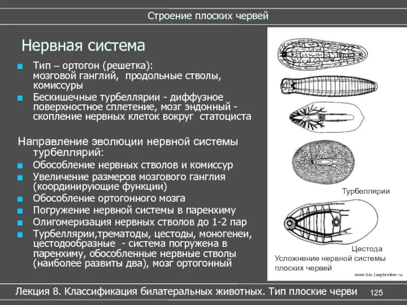 Типы нервных систем у червей. Тип плоские черви нервная система. Строение плоских червей. Плоские черви строение нервной системы.