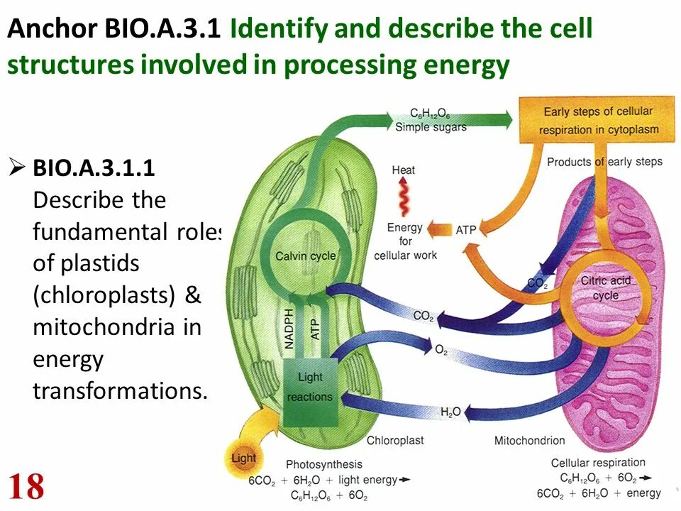 Energy process. Energy Cell. Energy Exchange Biology. Mitochondria Energy Optimizer. Mutual Transformations of plastids:.