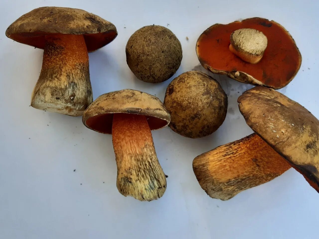 File:Flockenstielige Hexen-Röhrling Boletus erythropus.jpg - Wikipedia