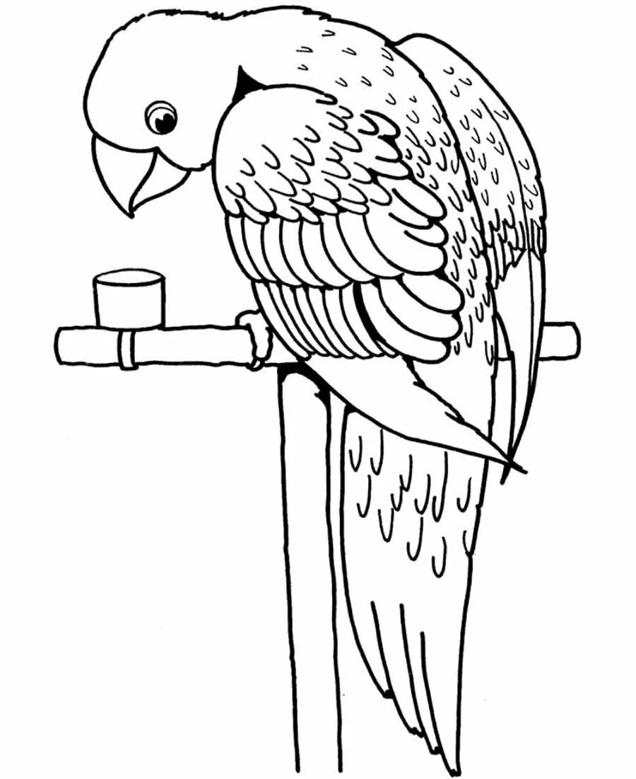 Распечатать картинку птицы для детей. Раскраска попугай. Волнистый попугай раскраска. Попугай раскраска для детей. Рисунок попугая для раскрашивания.