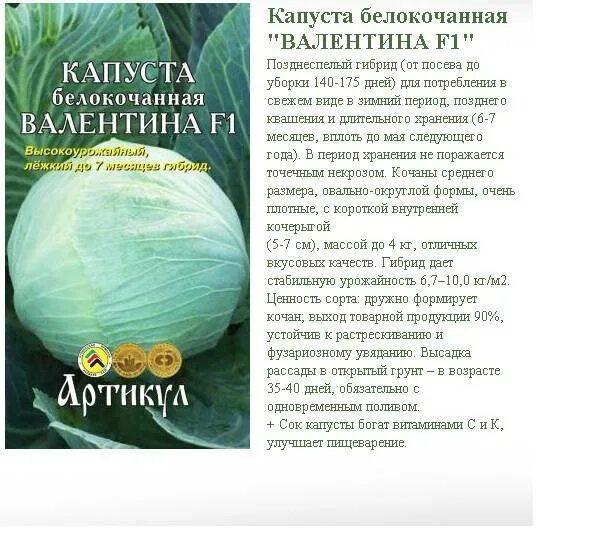 Купчиха сорт капусты отзывы. Купчиха сорт капусты отзывы