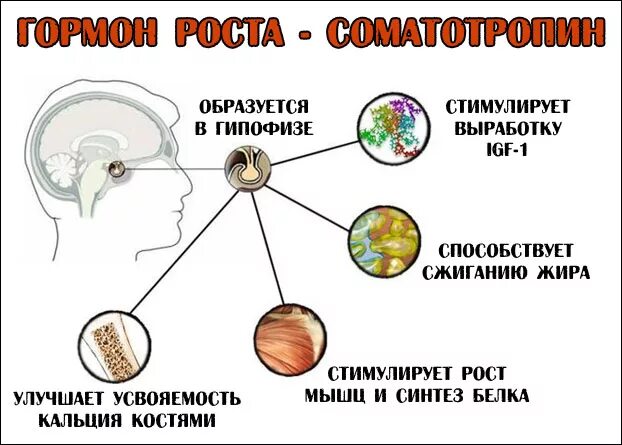 Гормон роста вырабатываемый в гипофизе. Орган вырабатывающий гормон роста. соматотропин гормон роста. соматотропин влияние на организм. влияние гормонов на рост.