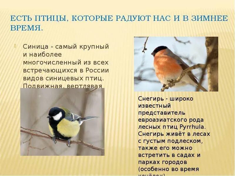 Сравнение 2 птиц. Сравнительный рассказ о Снегире и синице. Синица описание. Снегирь и синица сравнение. Описание снегиря и синички.