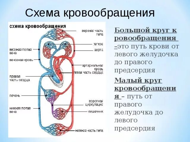 Малый и большой круг кровообращения человека схема. Путь малого круга кровообращения схема. Малый и большой круг кровообращения человека схема анатомия. Пути кровообращения сердца. Малый круг кровообращения схема сосудов.